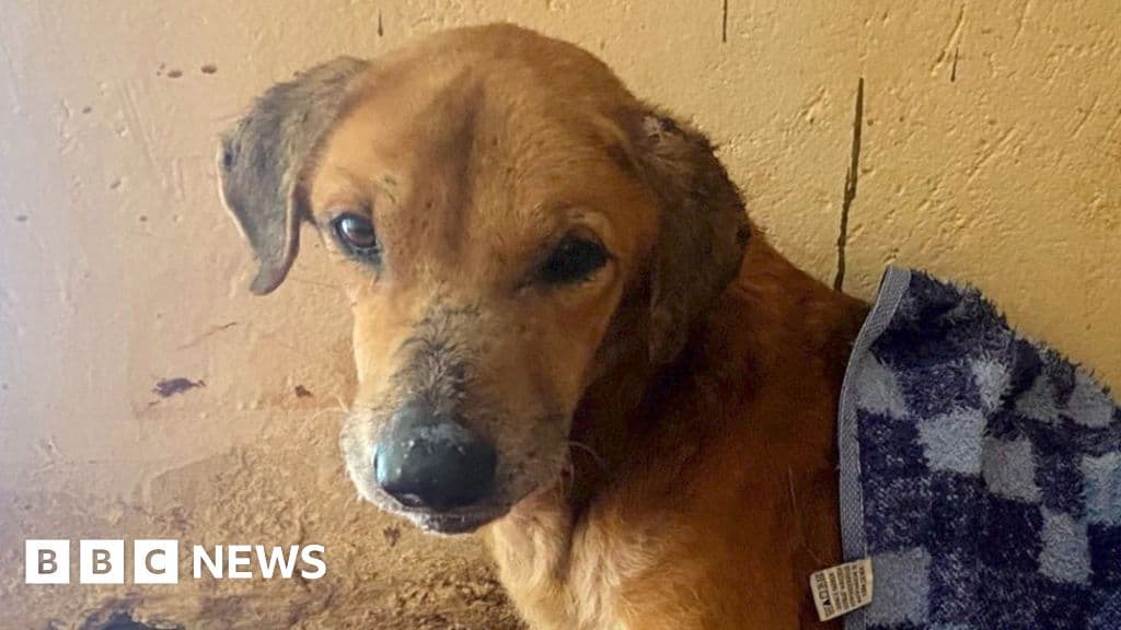 BBC uncovers the Ugandan scammers abusing dogs to elicit donations from animal lovers