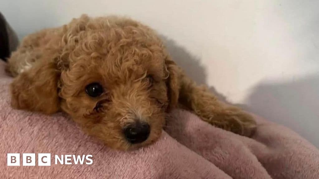 Dog owner claims groomer sliced pet's nipple and superglued it back together