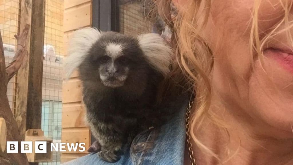 'I would do anything to keep my monkeys amid licence changes'