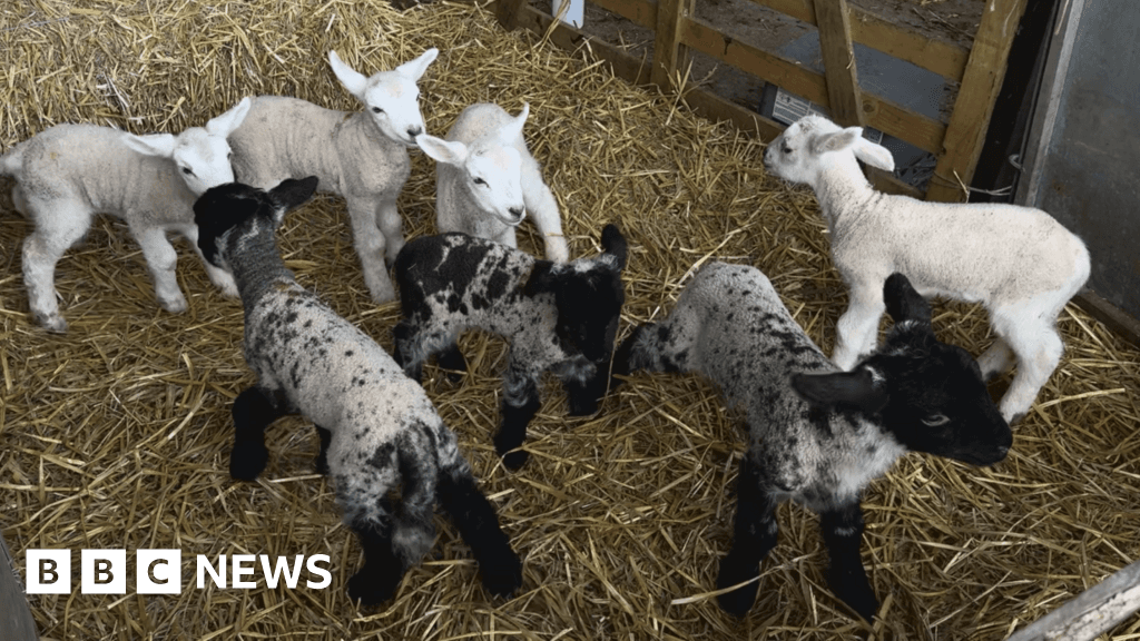 Farmer's shock as sheep gives birth to seven lambs - one shy of world record