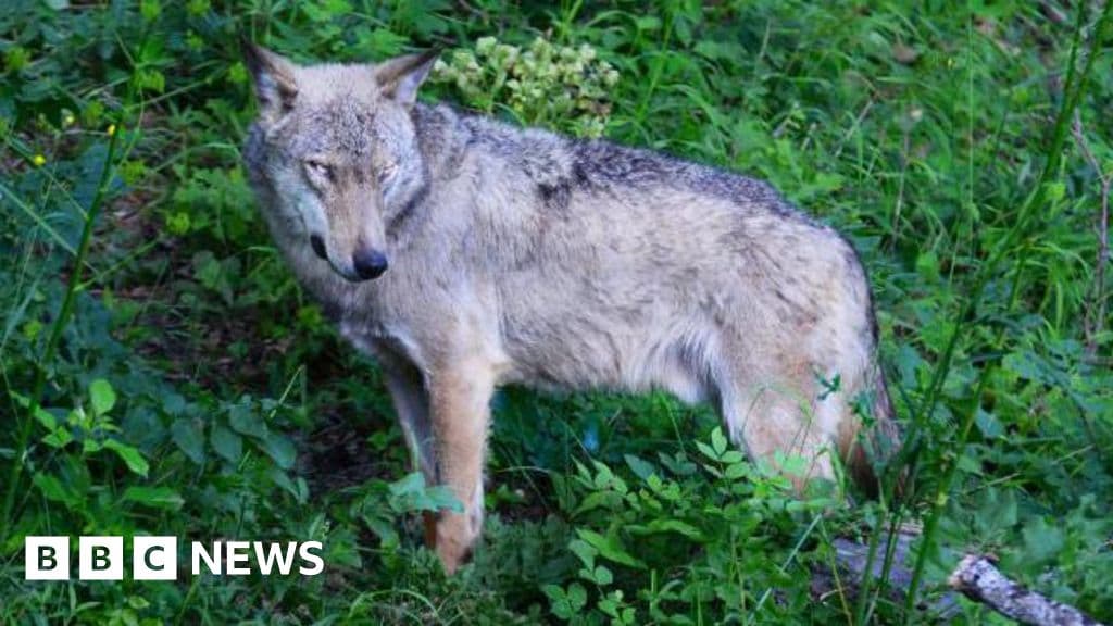 Poisoning suspected in deaths of 18 wolves in Italian national park