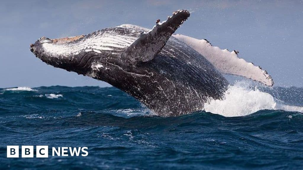 Scientists warn whales at risk due to rerouted ships from Middle East