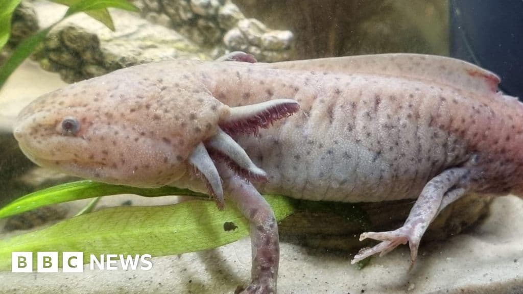 Girl, 10, finds rare Mexican axolotl under Welsh bridge