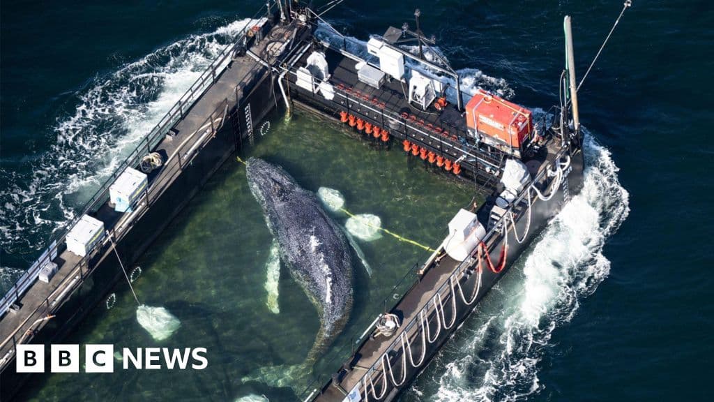 Stranded whale ferried out of German waters in barge