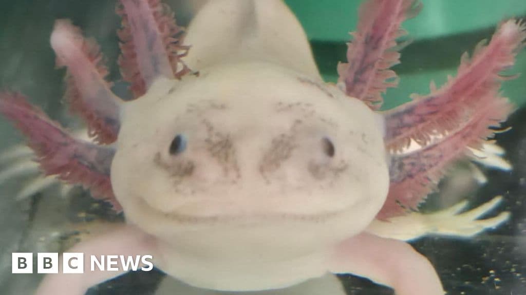 I own 20 axolotls - people need to know they're not easy to look after