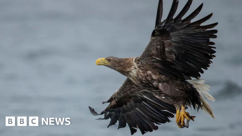 Britain's protected birds of prey still being shot, trapped and poisoned, says RSPB