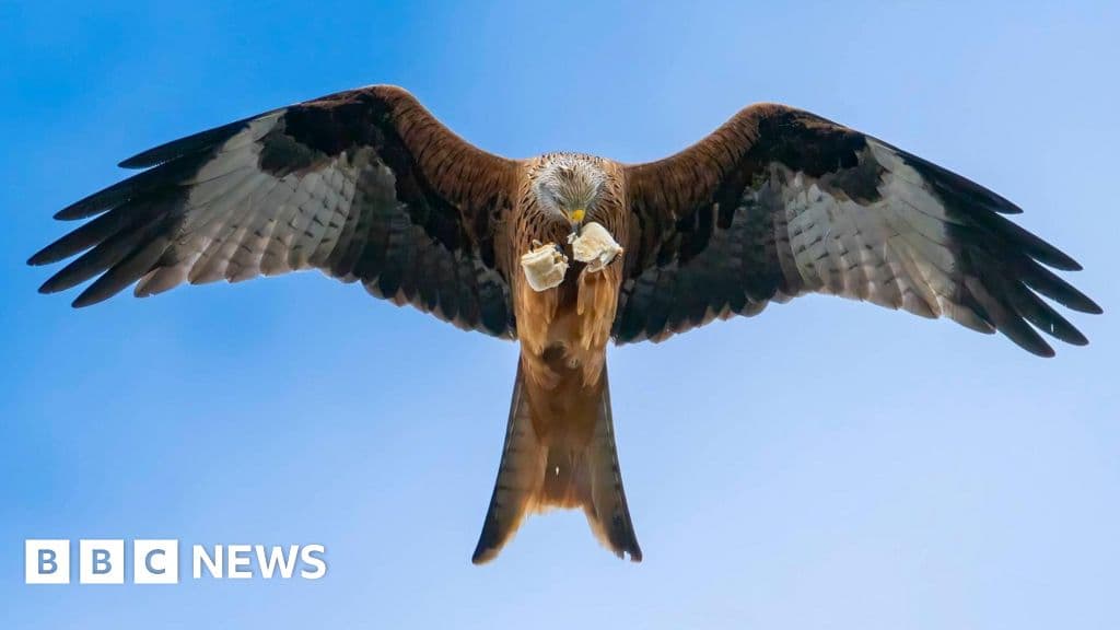 'A red kite took my mother-in-law's sausage rolls'