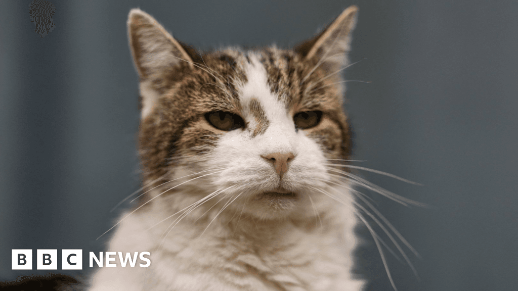 Minister considers banning over-the-counter flea treatments for pets