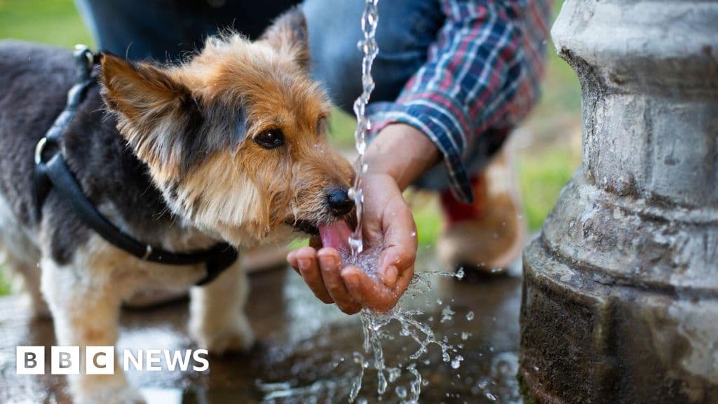 What are the signs of heatstroke in dogs?