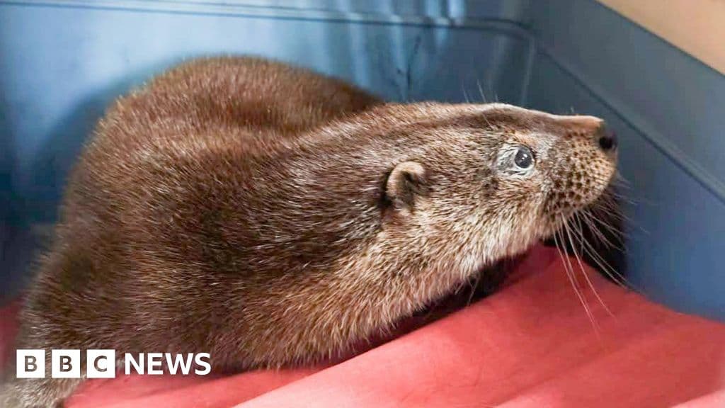 Otter mayhem after 'challenging beast' sneaks into garden centre