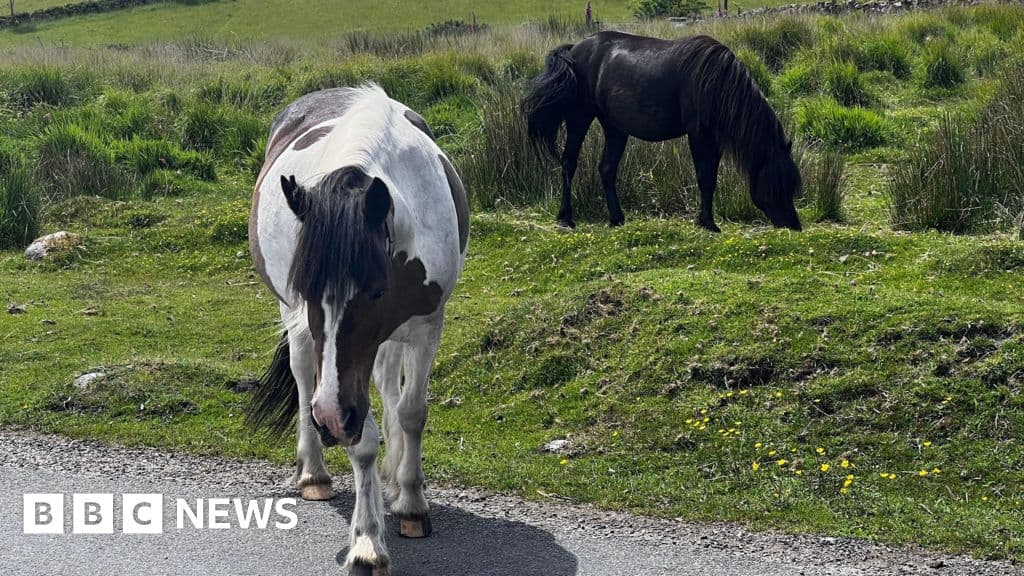 Row over potential cull of Dartmoor hill ponies