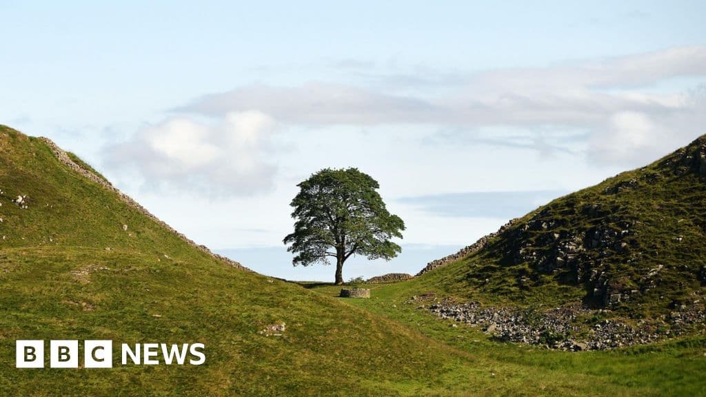 Man who felled Sycamore Gap tree released early