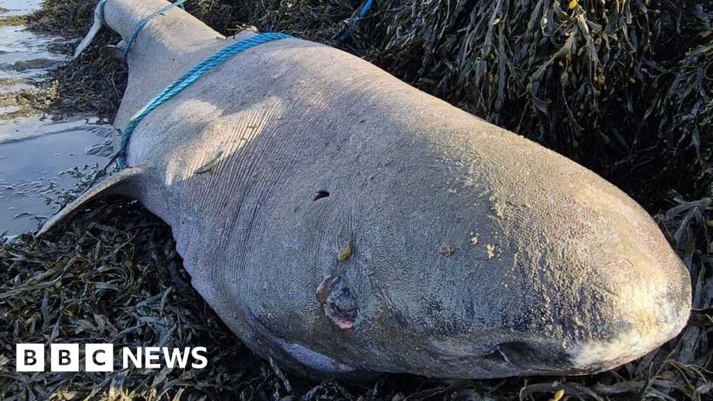 Rare 150-year-old Greenland shark washes up in Ireland