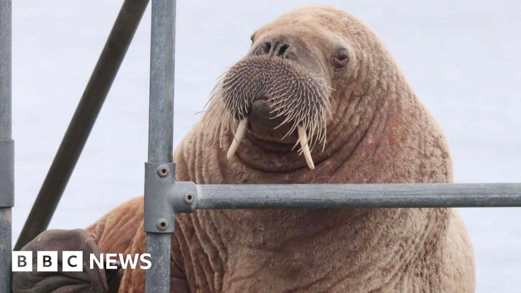 The young walrus drawing crowds as he tours the Scottish coast