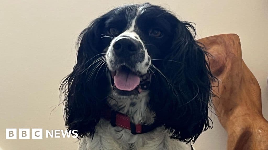 Pet dog dies after suspected adder bite near beach