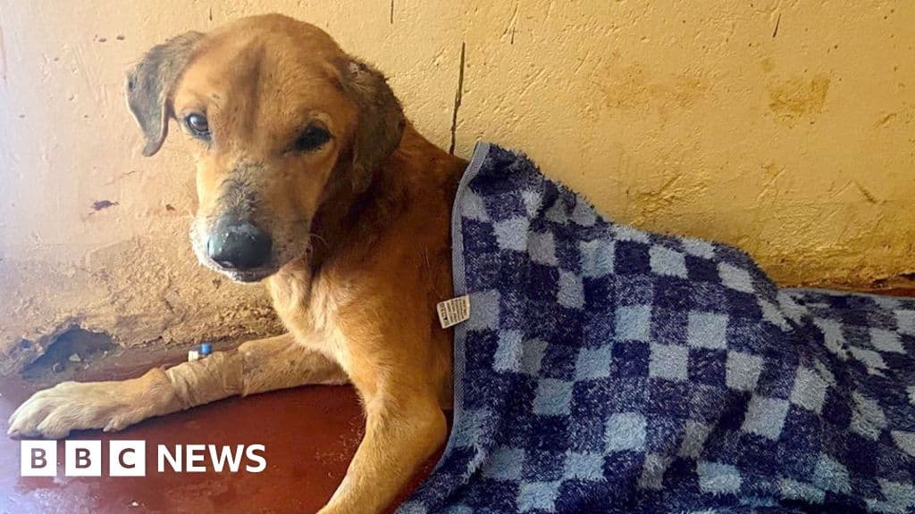 Dozens of dogs rescued and suspect arrested in Uganda after BBC investigation