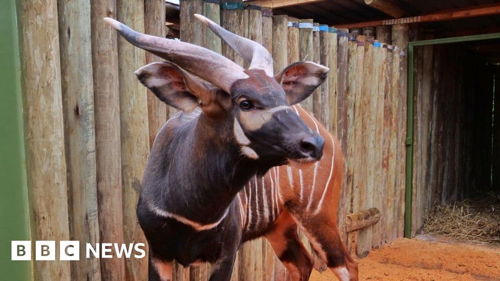 Endangered antelopes flown to Kenya from Czech zoo in 'historic homecoming'