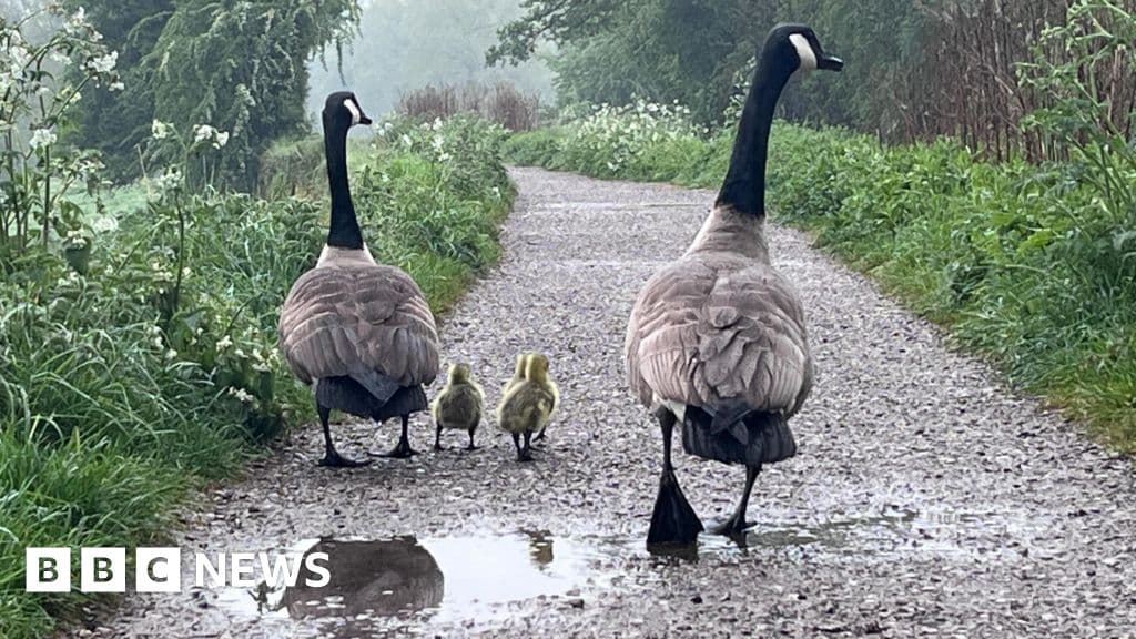 Mild and mostly dry bank holiday but heavy showers possible for some