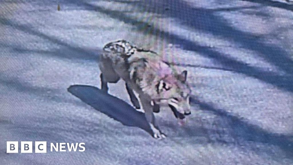 Finding Neukgu: South Korea's viral hunt for a runaway wolf