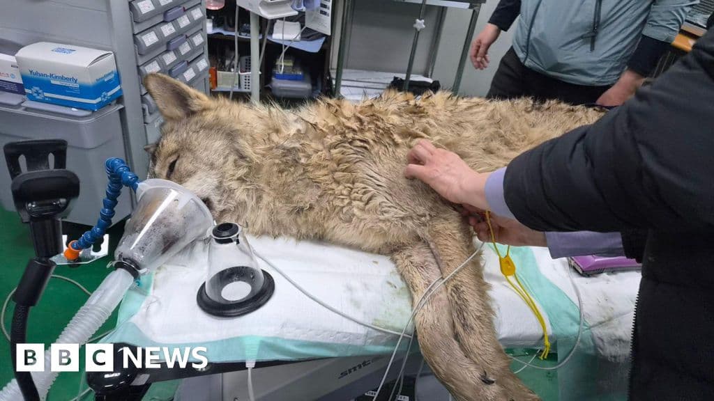 South Korea's runaway wolf finally captured after nine-day search