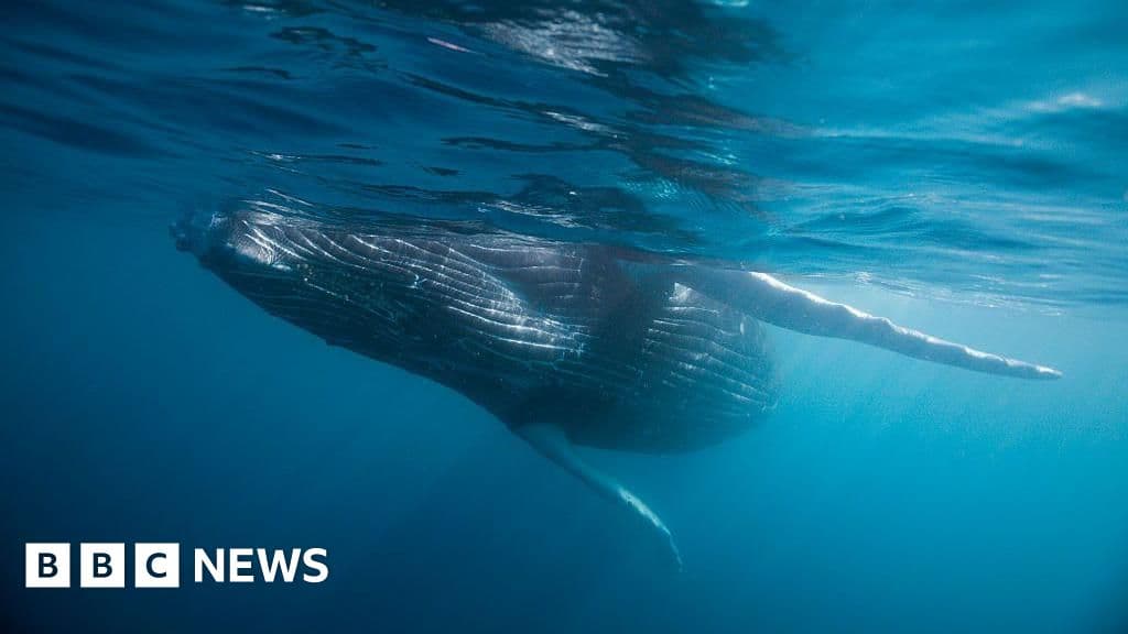 Whale graveyard dating back five million years discovered
