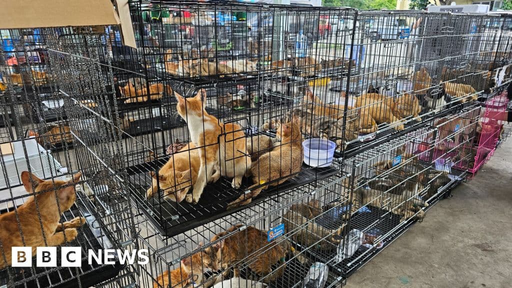 Hundreds of cats stolen for food in Vietnam rescued by police