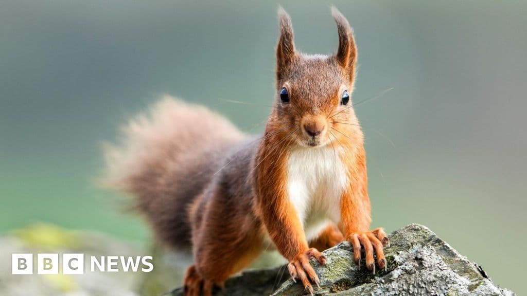 Red squirrels 'close to extinction' in England
