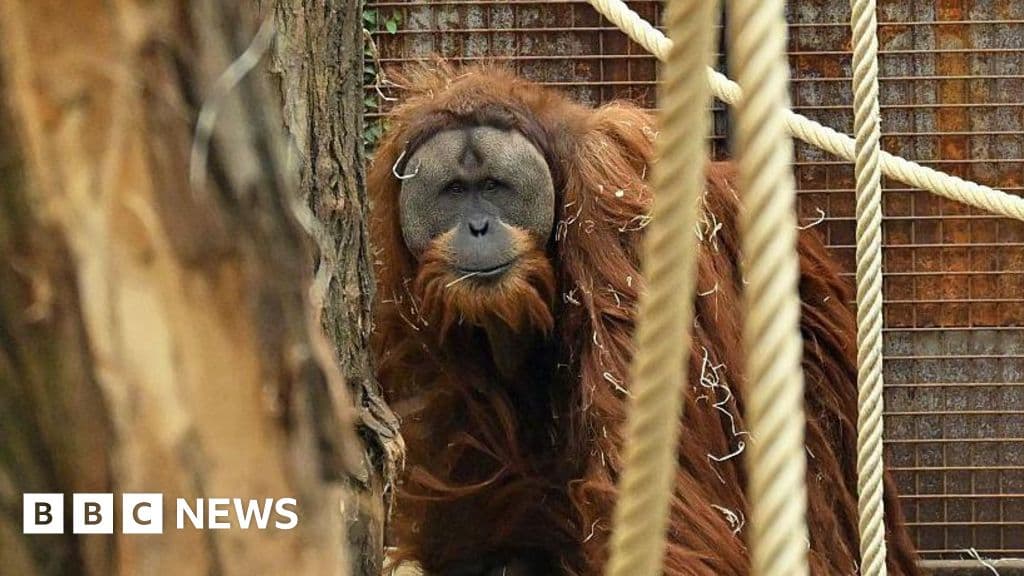 Four days of rain slashed population of world's rarest orangutans, study says