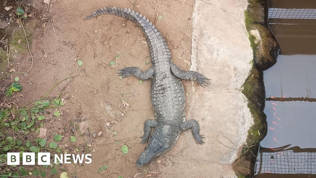 Child attacked by crocodile critical two days on: Here's everything we know so far