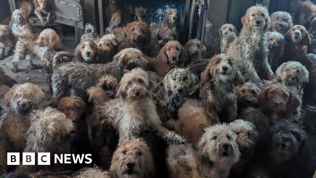 Dog found in cramped room with 250 others thriving in new home