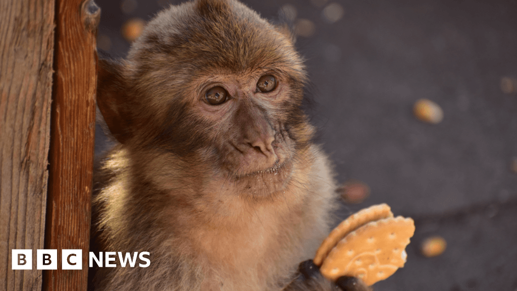 Monkeys 'learn to eat soil to cope with junk food'