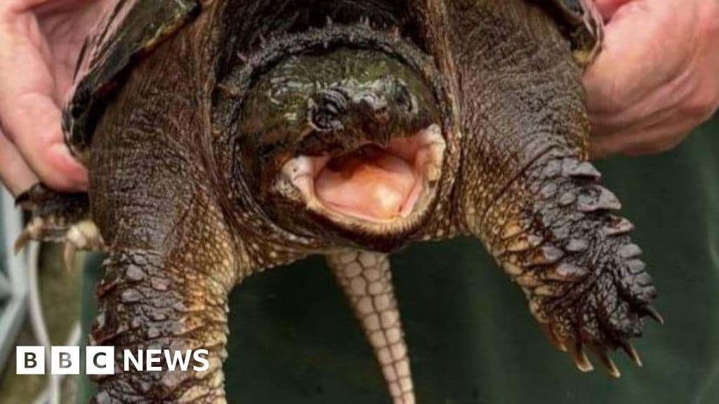 American snapping turtle with bite 'like a car door' found at Welsh beauty spot