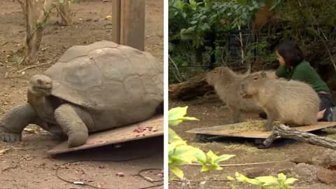 A Giant Galapagos tortoise in a split screen with two capybaras on the right