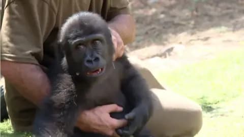 Young gorilla held by its keeper in a zoo.