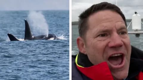 Steve Backshall split screen with two orcas