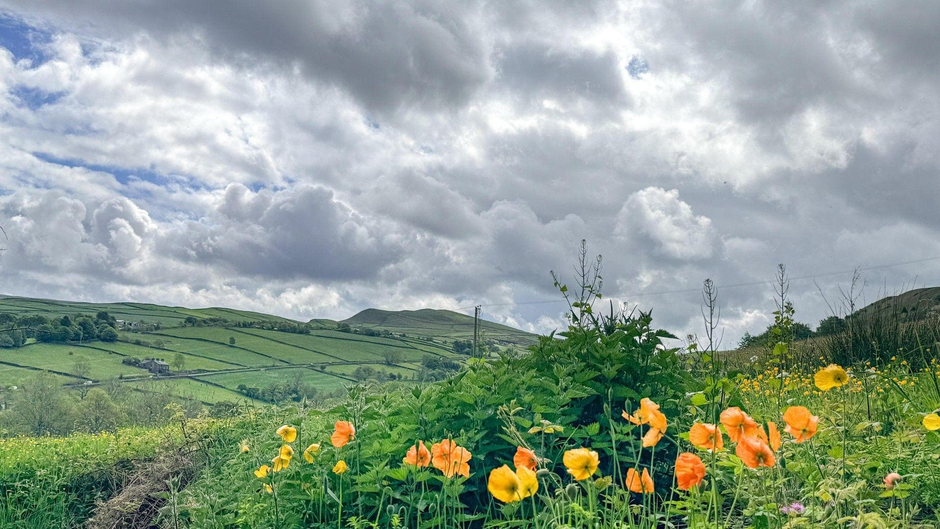 Cloudy skies and a countryside view with rolling fields and yellow and orange poppies in the foreground.