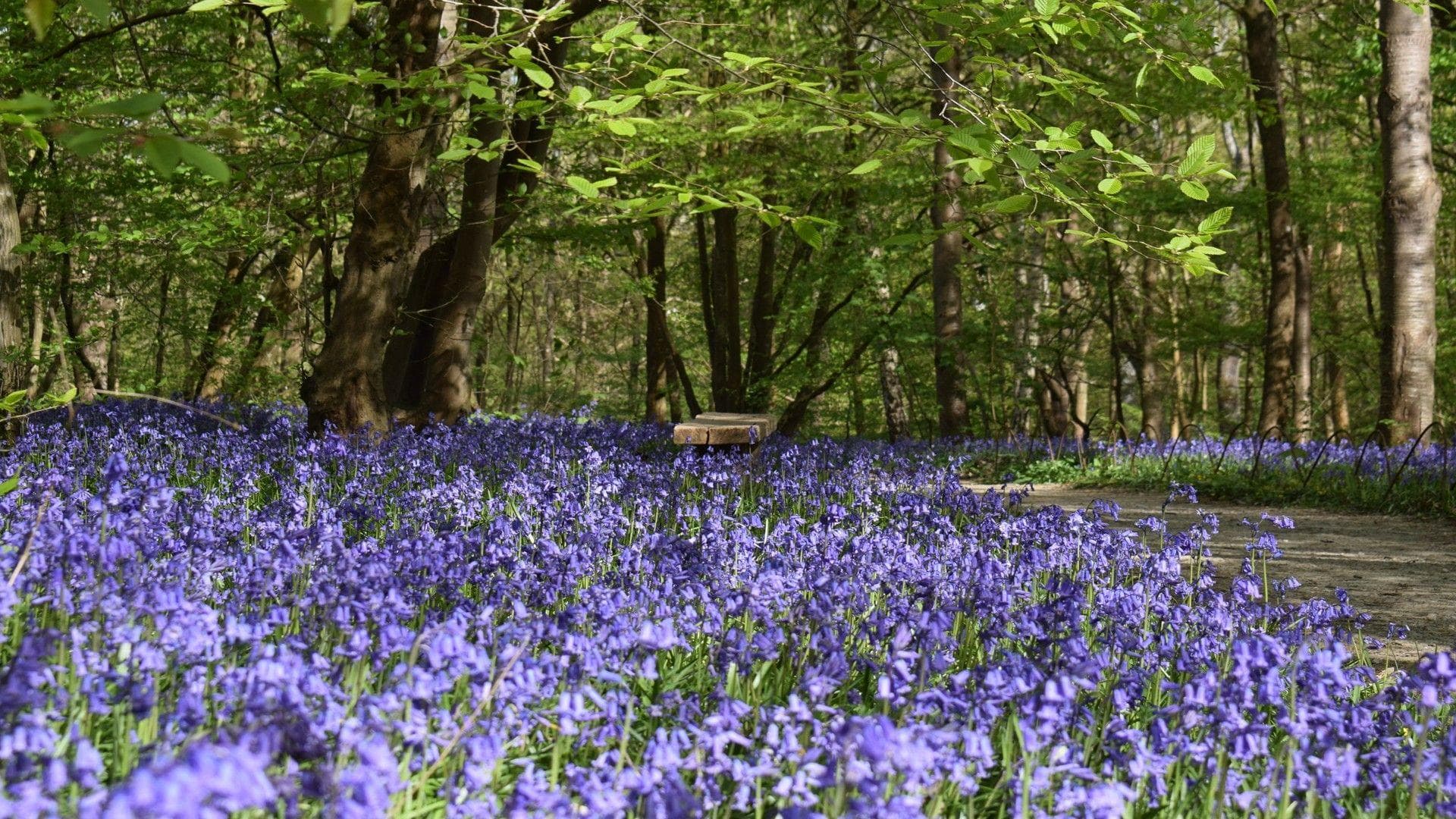 Vibrant purple carpet of bluebells in a shady woodland