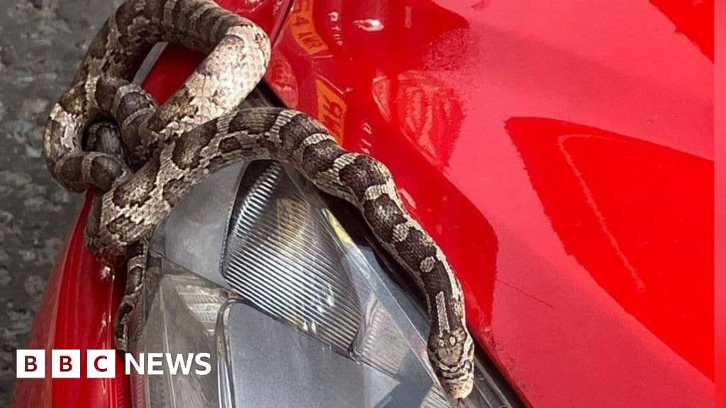Snake takes surprise trip to seaside in car engine