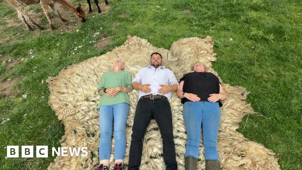 Ewe won't believe it: 8ft fleece sheared from sheep