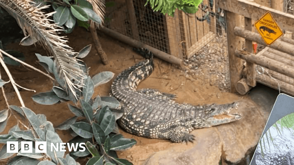 Zoo worker jumped into crocodile enclosure to save injured boy, BBC told