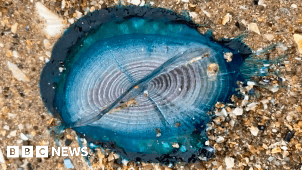 'Stunningly beautiful' blue sea creatures appear on Welsh beaches