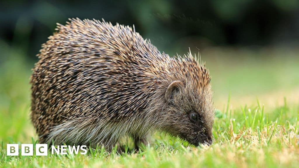 Satellites and AI used to track UK hedgehogs in bid to slow decline