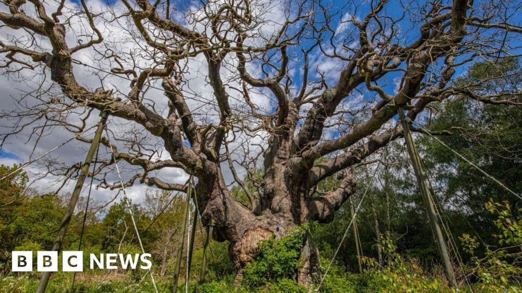 Ancient 'Robin Hood' tree is dead, experts say